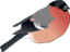 Eurasian Bullfinch