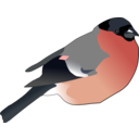 Eurasian Bullfinch