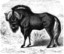 Gnu