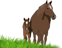 Mare And Foal