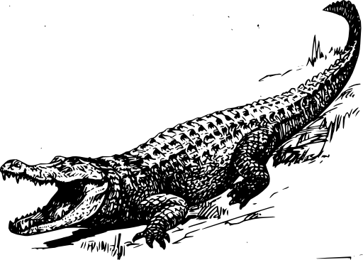 Alligator