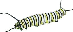 Caterpillar D Plexippus Ii