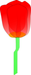 Tulip
