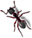 Ant