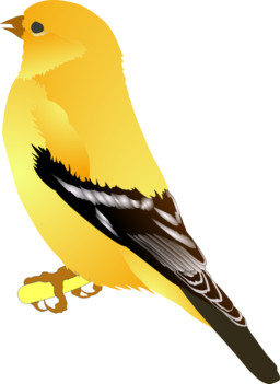 Gold Finch