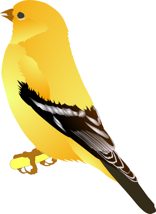 Gold Finch