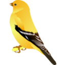 Gold Finch