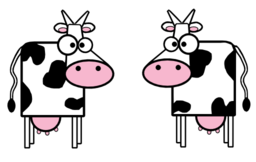 Cows