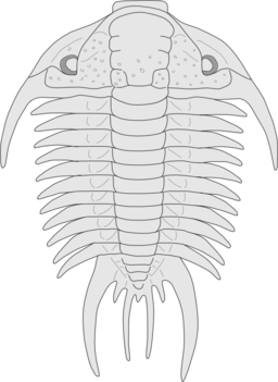 Trilobite Paraceraurus