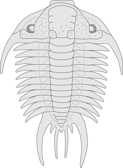 Trilobite Paraceraurus