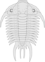 Trilobite Paraceraurus