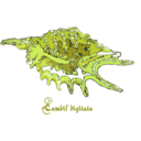 download Shell Lambis Digitata clipart image with 45 hue color