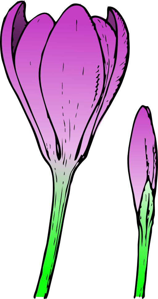 Colored Crocus 1