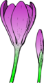 Colored Crocus 1
