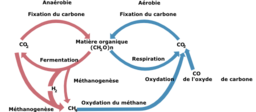 Cycle Biologic Of Carbon