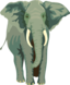 Architetto Elefante 01