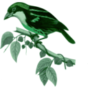 download Capito Quinticolor clipart image with 90 hue color