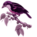 download Capito Quinticolor clipart image with 270 hue color