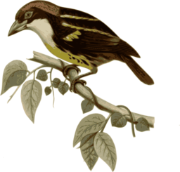Capito Quinticolor