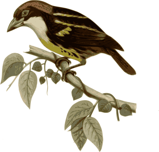 Capito Quinticolor