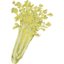 Celery