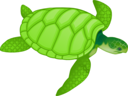 Green Sea Turtle