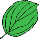 download Serrate Leaf clipart image with 45 hue color