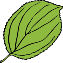 Serrate Leaf