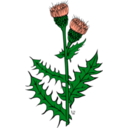 download Ku Cirsium Arvense clipart image with 45 hue color