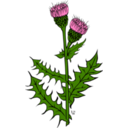 Ku Cirsium Arvense