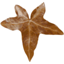 download Leaf clipart image with 315 hue color