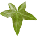 download Leaf clipart image with 0 hue color