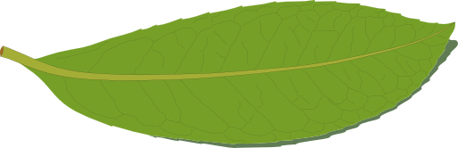 Laurel Leaf