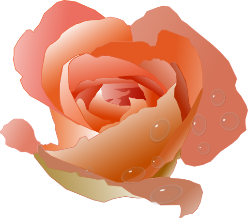 Rose With Drops