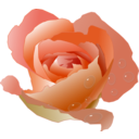 Rose With Drops