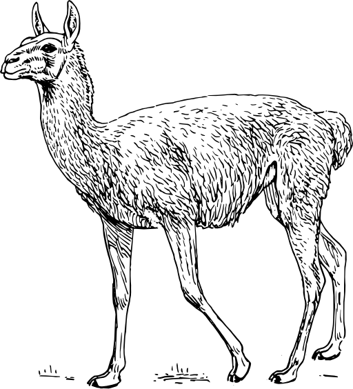 Guanaco