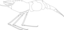 Spirontocaris Spina Intermedia