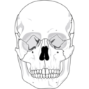 download Human Skull clipart image with 45 hue color