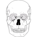 download Human Skull clipart image with 90 hue color