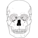 download Human Skull clipart image with 135 hue color