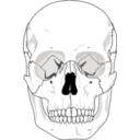 download Human Skull clipart image with 180 hue color