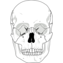 download Human Skull clipart image with 225 hue color