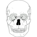 download Human Skull clipart image with 270 hue color