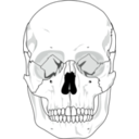 download Human Skull clipart image with 315 hue color