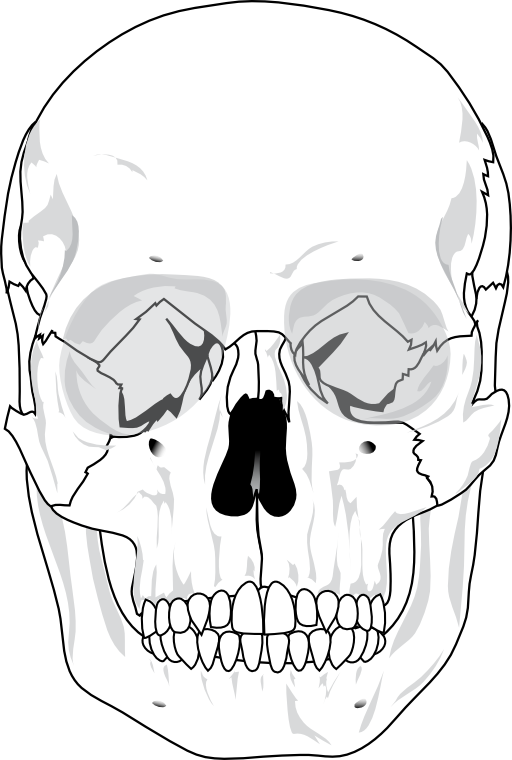 Human Skull