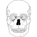 download Human Skull clipart image with 0 hue color