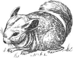 Grayscale Chinchilla