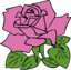 Pink Rose