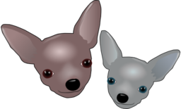 Two Chihuahuas