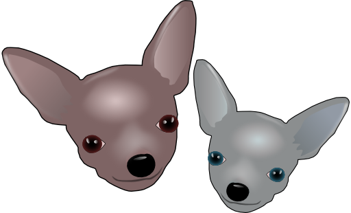 Two Chihuahuas